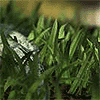 GrassGenerator