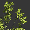 LeavesGenerator